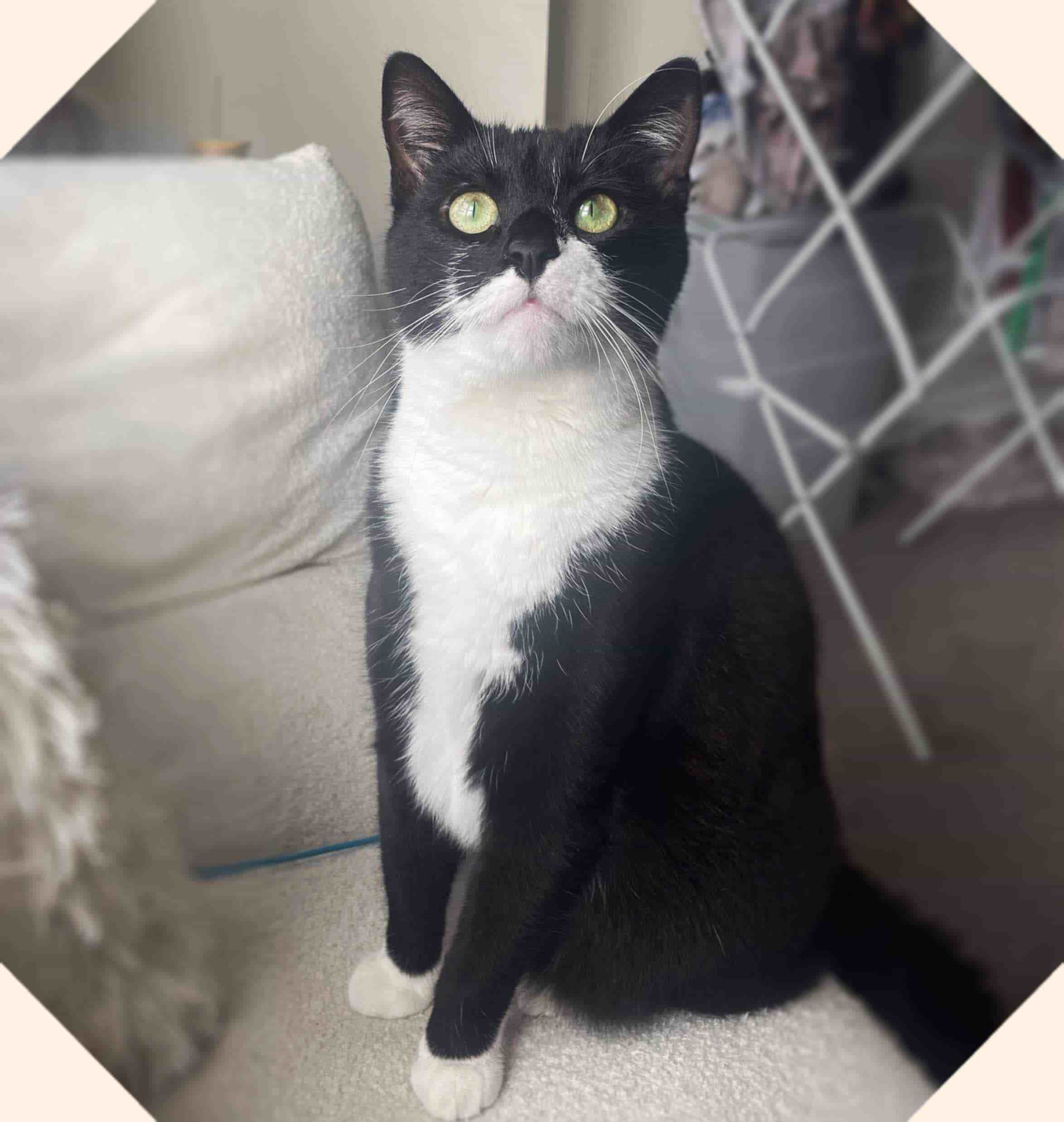 Chester recovered and sitting upright at home.