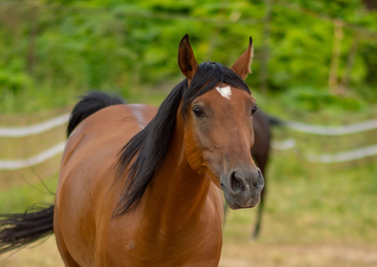 A brown horse with a black mane and a white star on their forehead looks towards the camera.