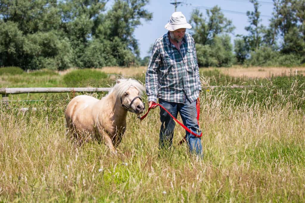 A man in a sun hat walks a small cream pony on a red lead rope through tall grass.