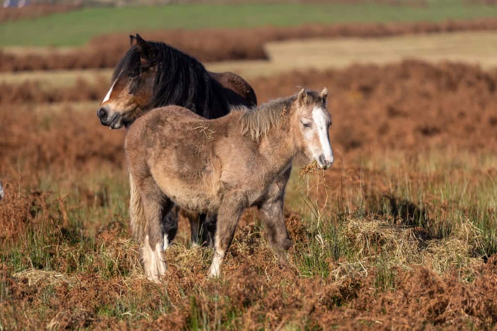 A young, light brown pony eats dry grass while standing in front of a dark brown horse in a field of brown bracken.