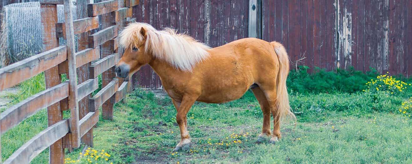 A light brown miniature horse with a blonde mane stands in a grassy field next to a wooden fence.