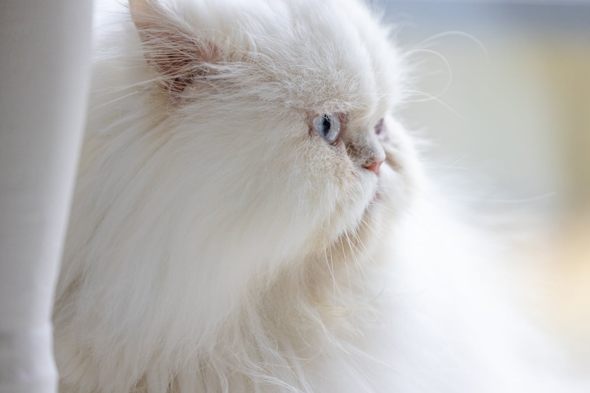 A profile of a fluffy white Persian cat looking to the right.
