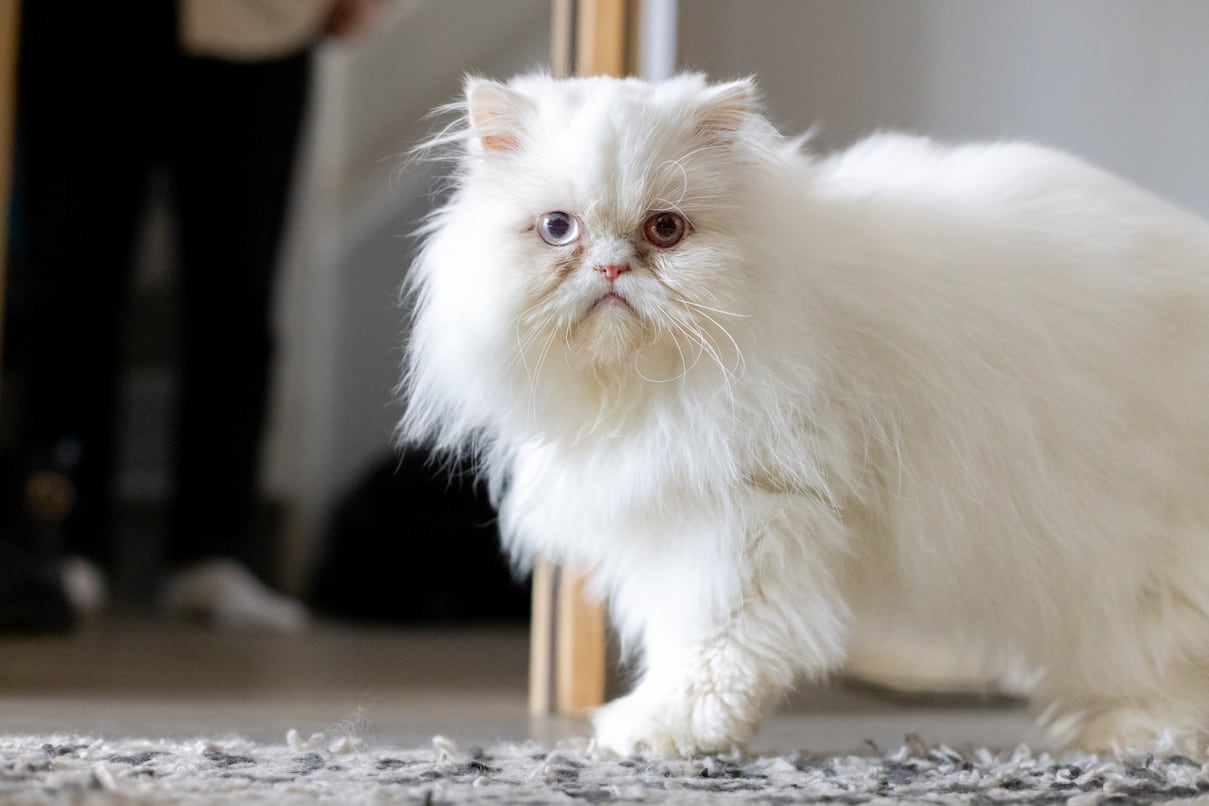 A fluffy white Persian cat stands on a rug looking at the camera.