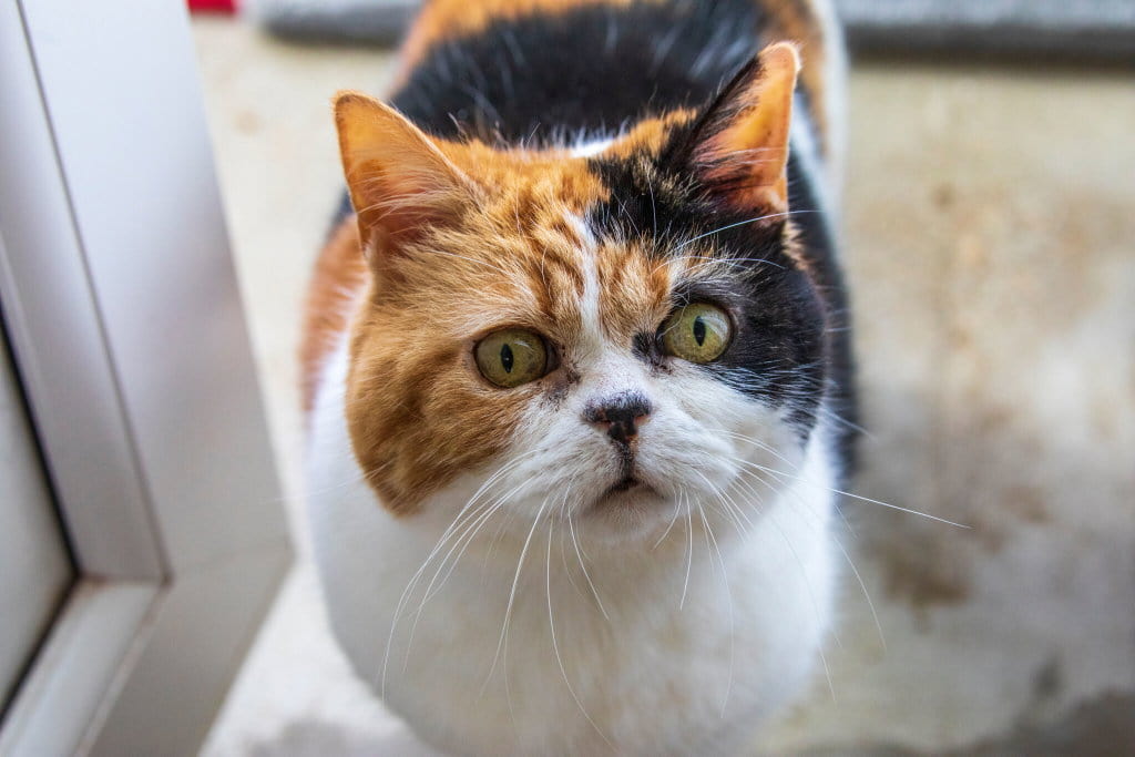 A tortoiseshell and white cat looks directly up at the camera.