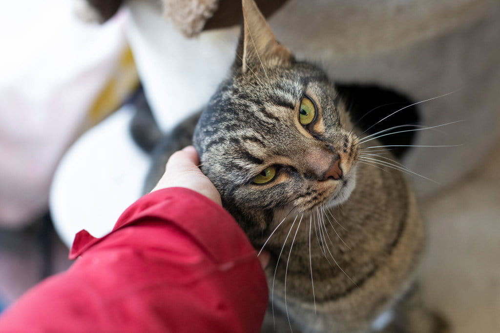 A person gently strokes the head of a brown tabby cat.