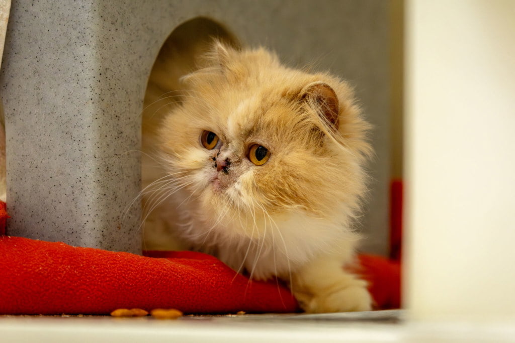 A fluffy, ginger-and-white Persian kitten looks out cautiously from the doorway of a grey shelter hideaway.