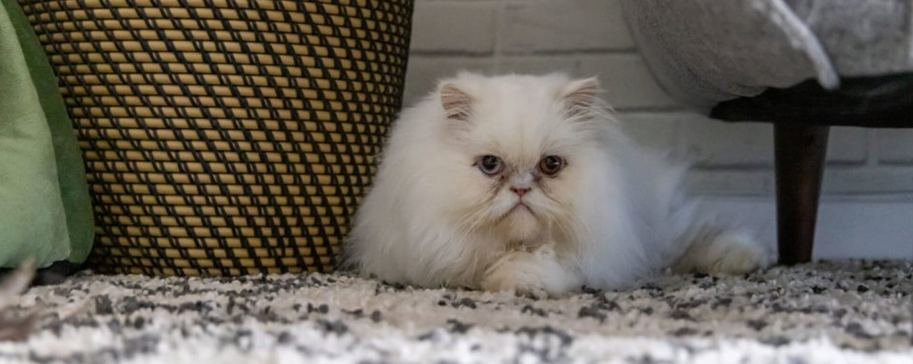 A fluffy white Persian cat rests on a textured rug beside a woven basket.