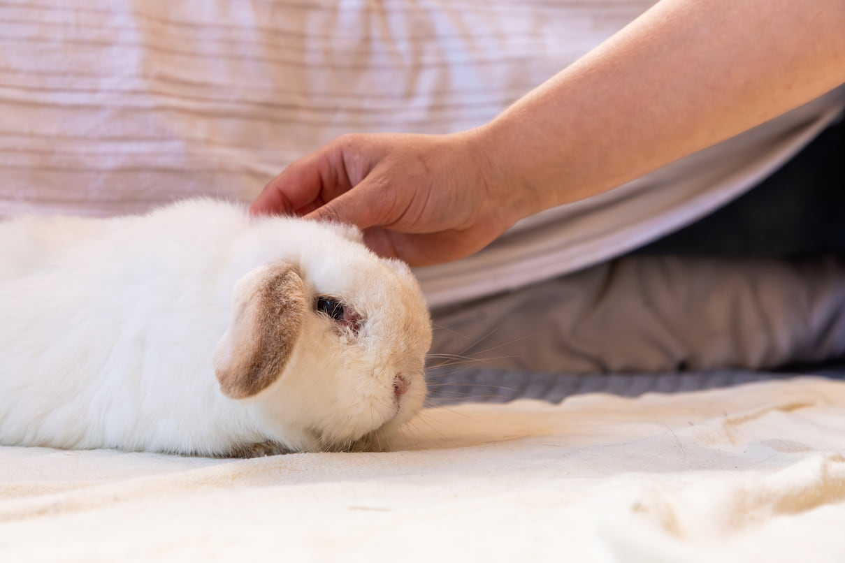 A person gently strokes a white and light brown lop rabbit resting on a blanket.