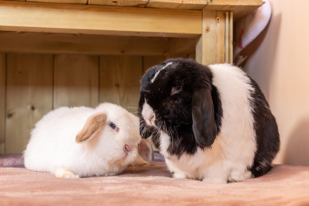 A white and brown lop rabbit and a black and white lop rabbit sit together on a pink blanket.