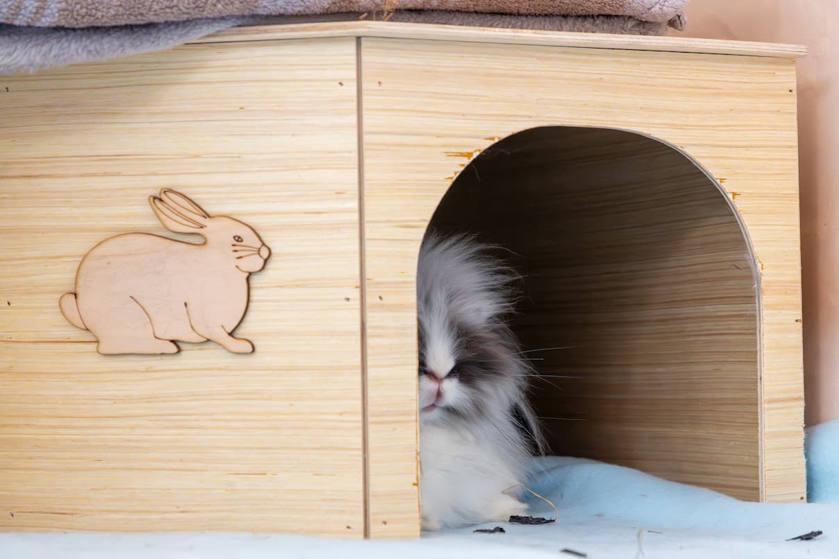 A fluffy white and grey rabbit peeks out from inside a wooden shelter.