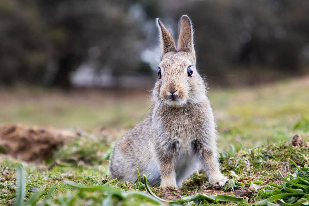 A brown and grey rabbit stands alert in a grassy field.