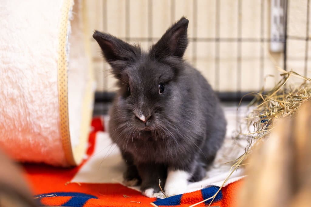 A dark grey rabbit with one white paw sits on a colourful blanket inside an enclosure.
