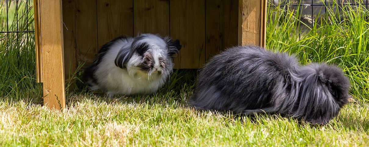 Two fluffy rabbits sit on a grassy lawn next to a wooden shelter.