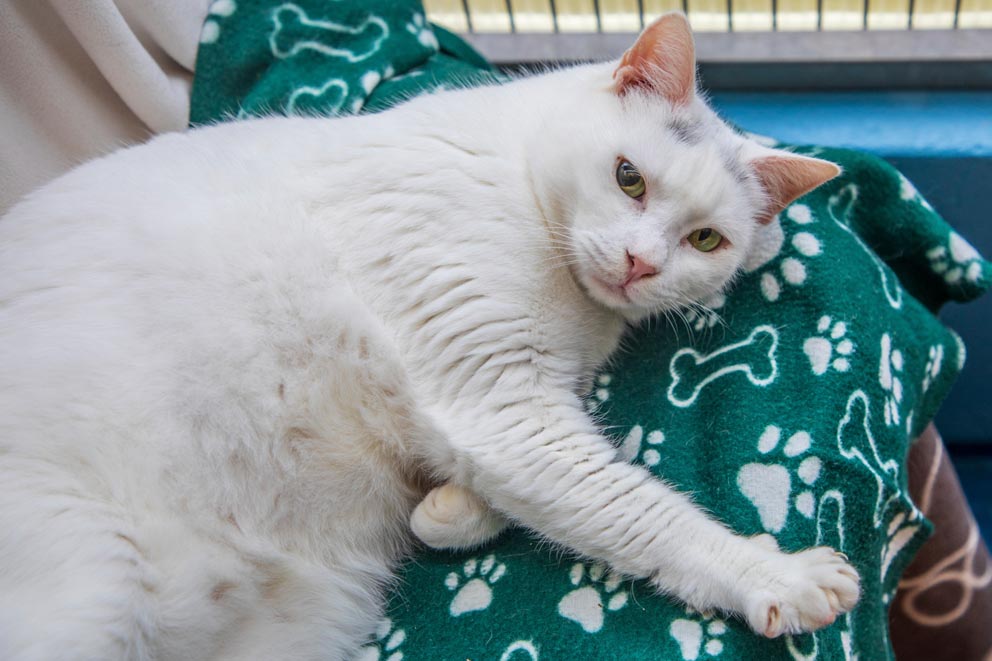 A white cat with faint grey markings lying down on a green patterned blanket and looking towards the camera.