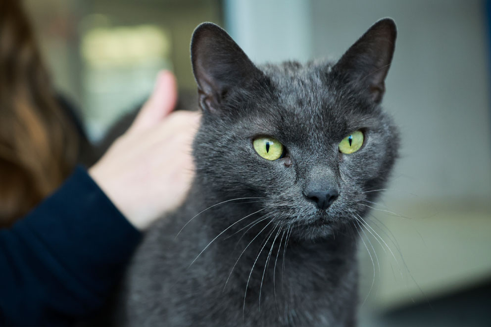 A close-up portrait of a dark grey cat with striking light green eyes being gently stroked by a person.
