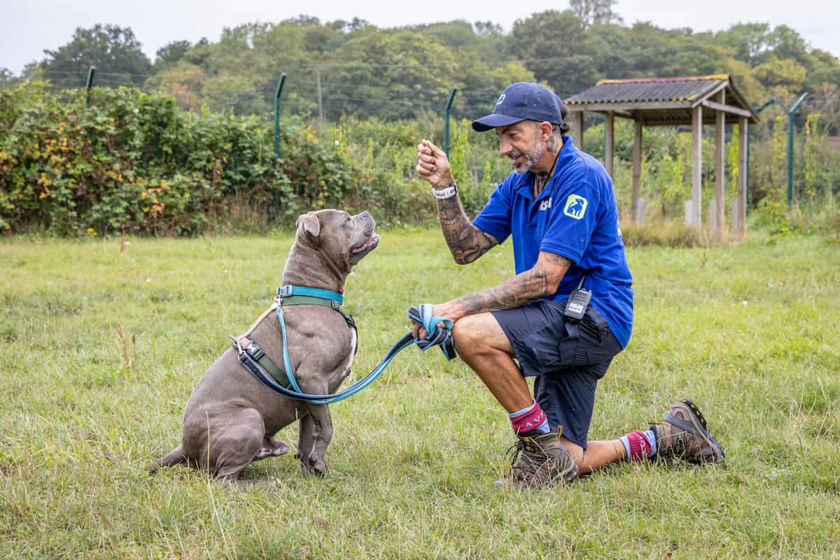RSPCA staff member kneeling, holding a leash and looking gently at a grey Staffie cross dog.