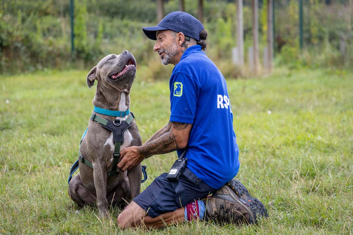 An RSPCA staff member kneeling and interacting happily with a grey Staffie cross dog on grass.