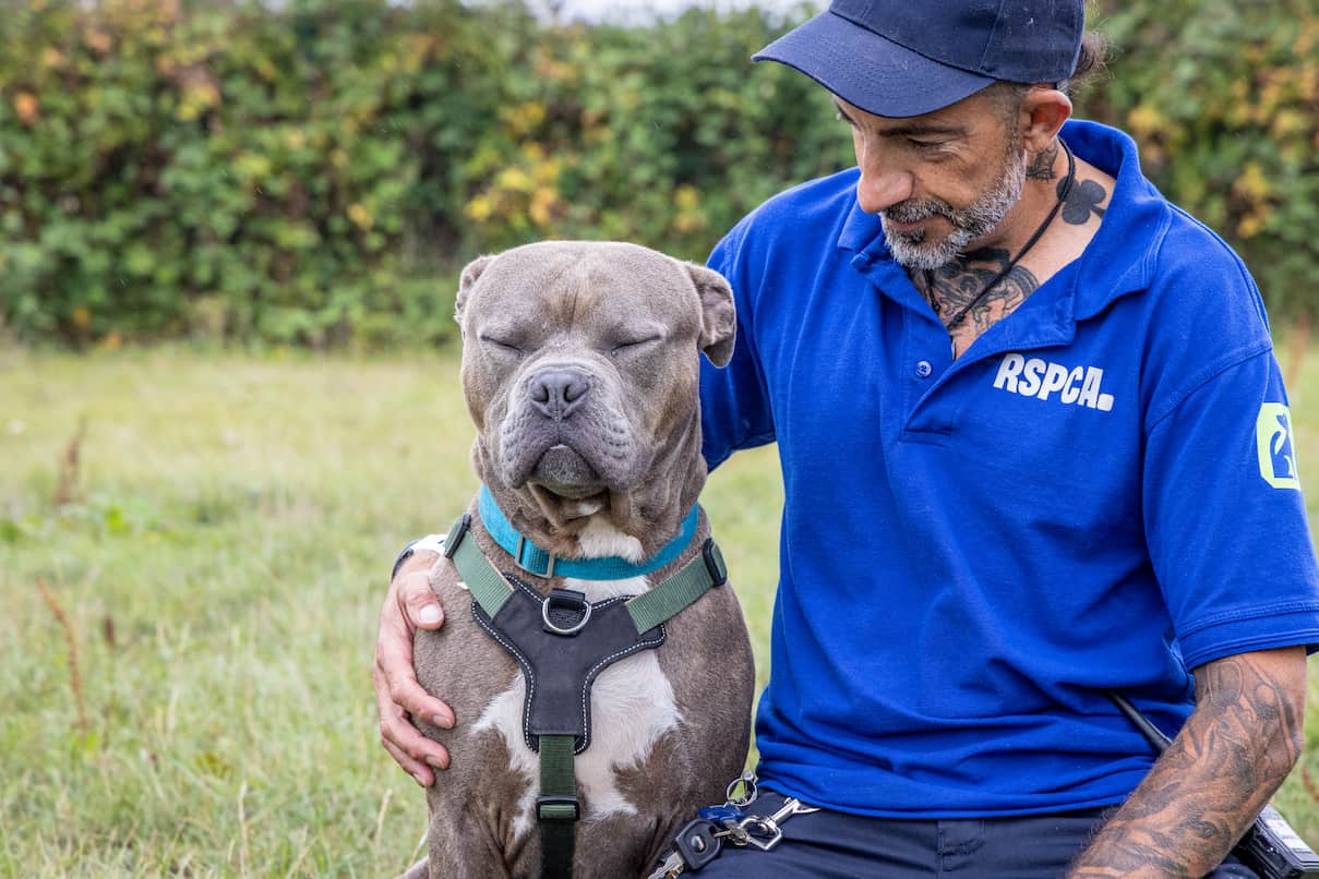 A relaxed grey dog sits on the grass next to an RSPCA staff member.