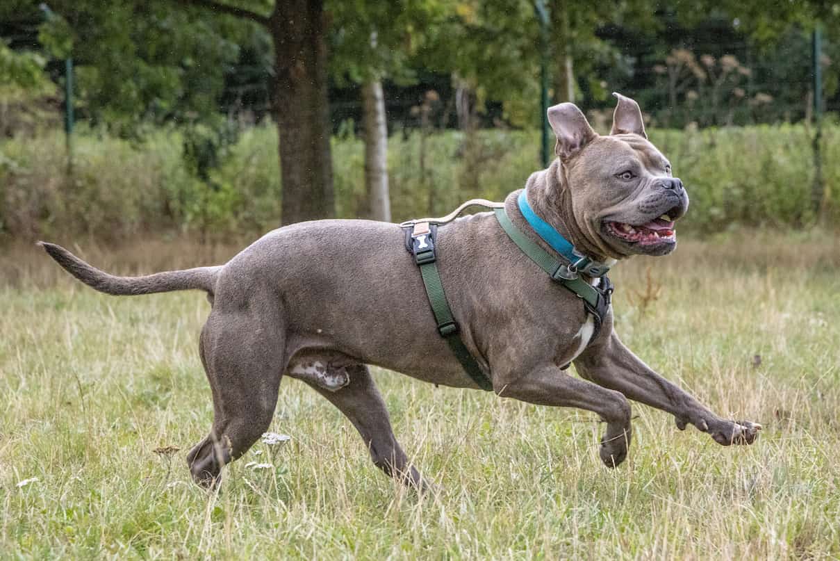 Action shot of a grey Staffie cross dog running happily across a grassy field.