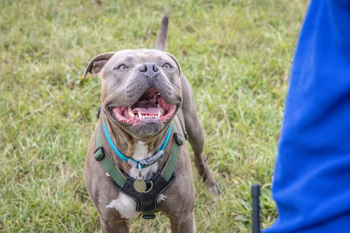 A happy grey Staffie cross dog in a green harness, standing on grass and looking upwards.