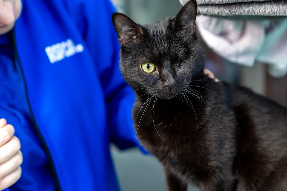 Close-up of a black cat with one eye looking at the camera, with an RSPCA staff member's hand visible.