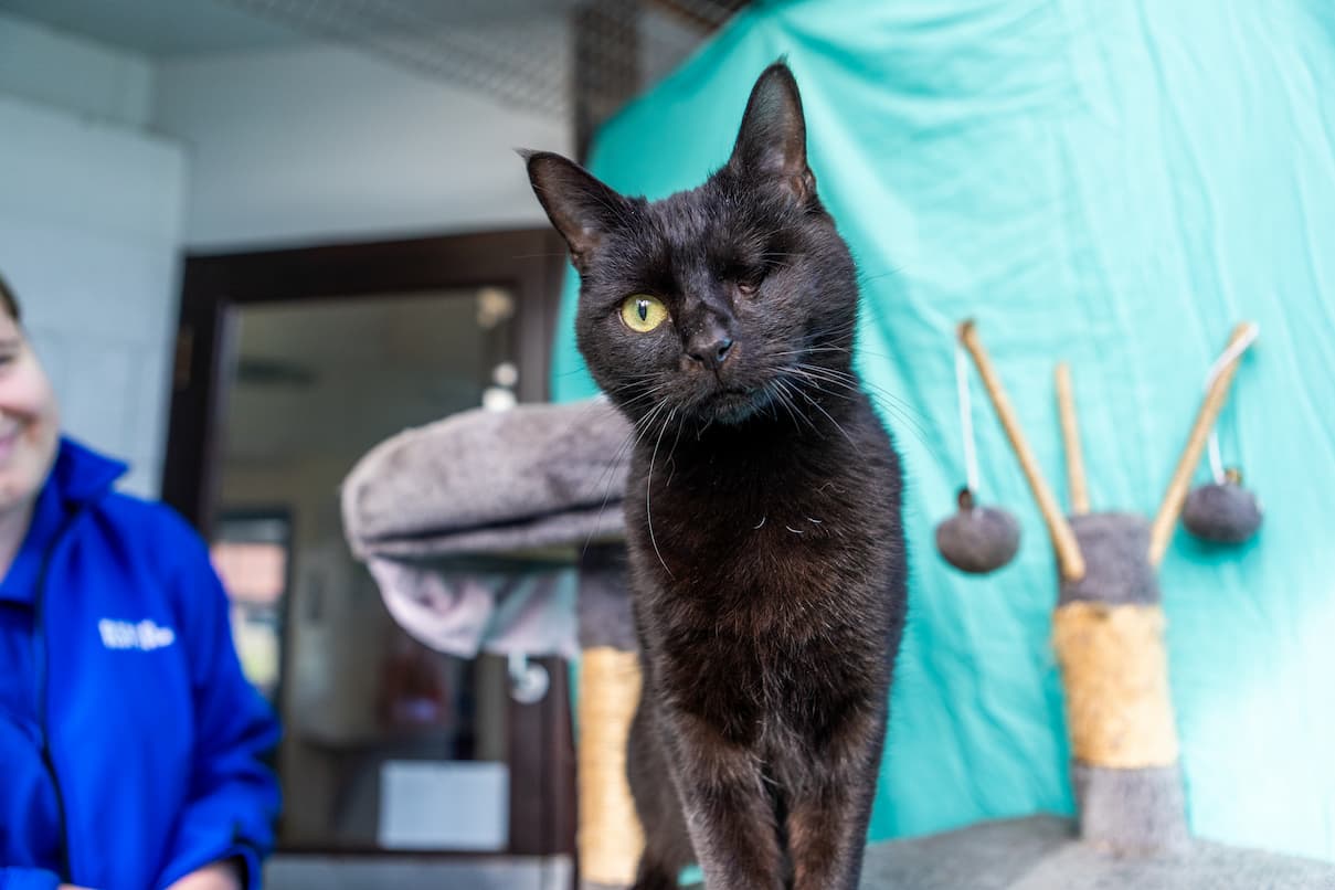 Close-up portrait of a black cat with one striking yellow eye, sitting indoors against a blue wall.