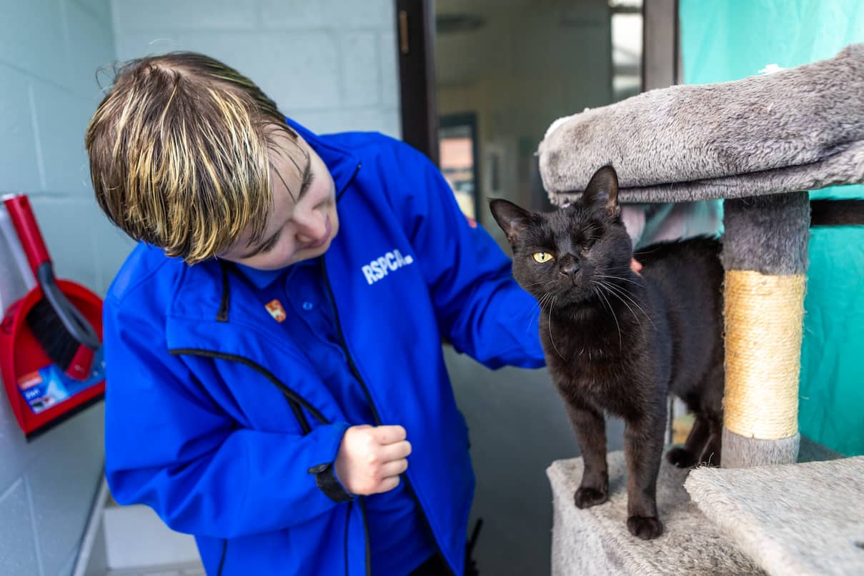 An RSPCA staff member leaning down to look at a black cat with one eye standing on a grey cat tree.