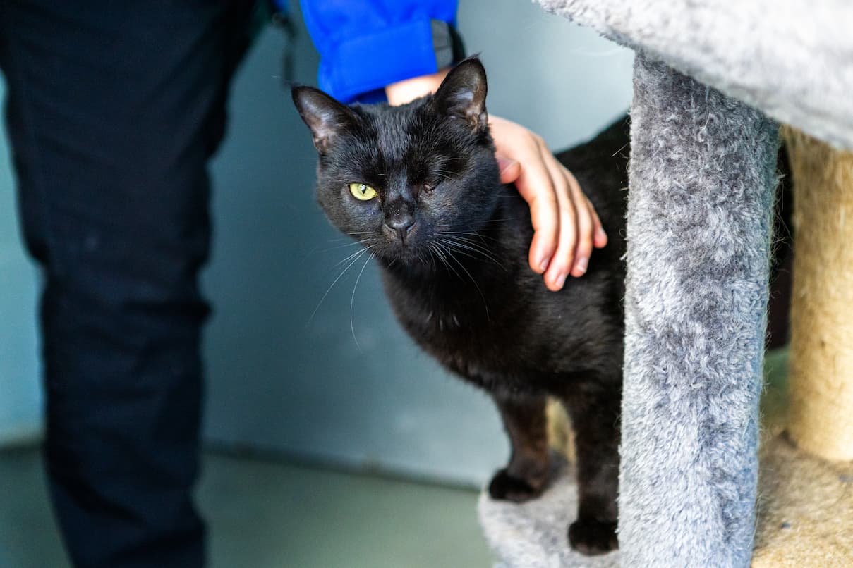 A black cat missing one eye is gently petted by an RSPCA staff member.