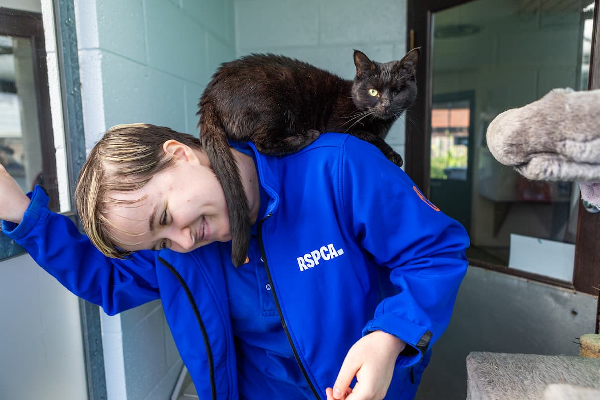 A black cat missing one eye sits on the shoulder of a smiling staff member in a blue RSPCA uniform.