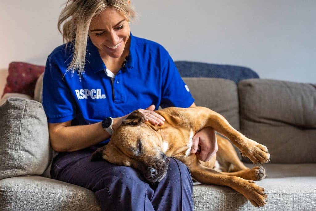 A light brown dog sleeps peacefully on the lap of a smiling staff member sitting on a grey sofa.