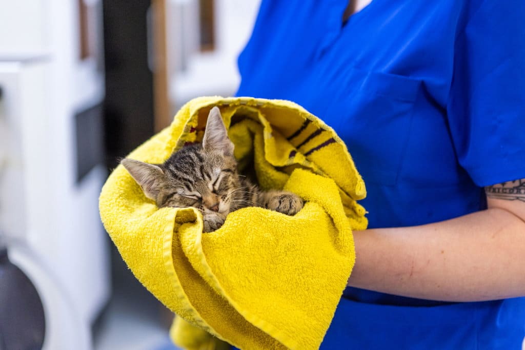 A small tabby kitten sleeps soundly while wrapped in a yellow towel held by a person.