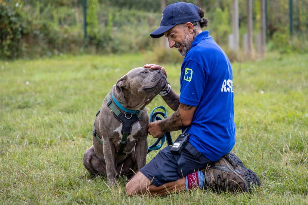 An RSPCA staff member kneels on the grass and gently strokes the head of a happy grey dog.