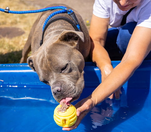 A grey dog leaning over a blue paddling pool licks a treat from a yellow toy held by a person.