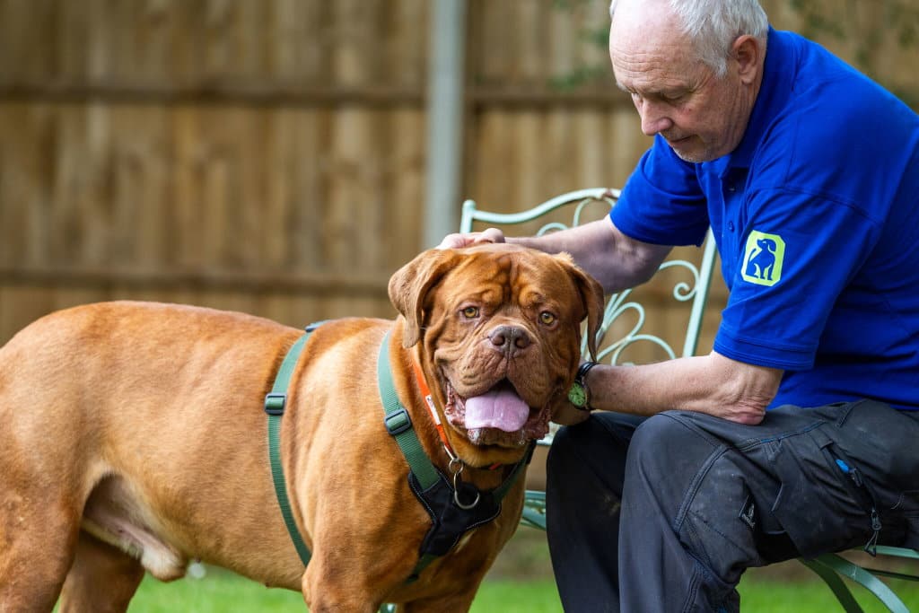An older man in a blue RSPCA shirt petting a large brown Mastiff dog outdoors.