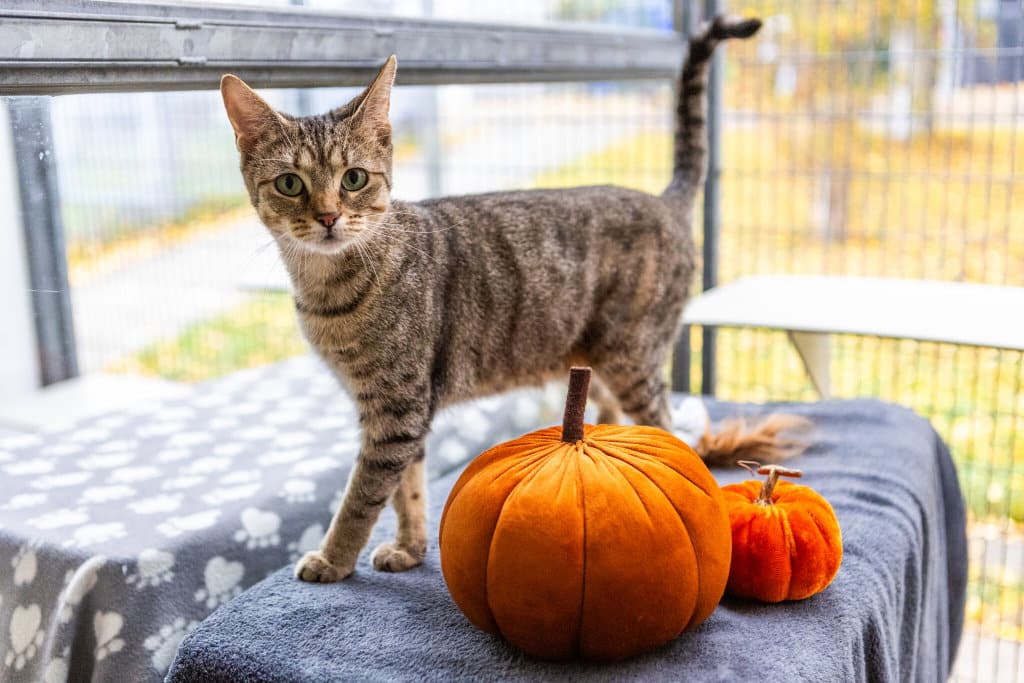 A tabby cat stands next to two plush orange pumpkins on a grey patterned blanket.