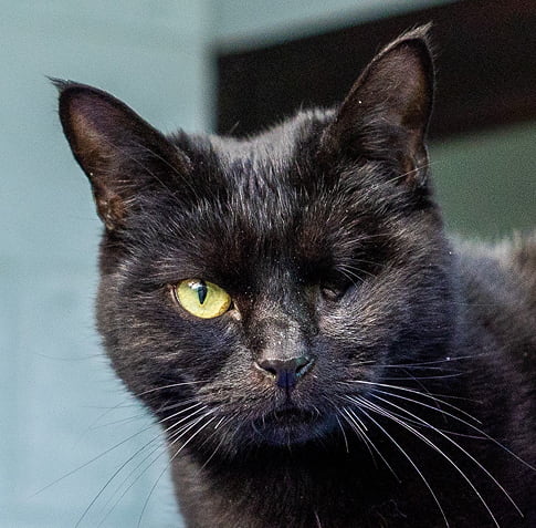 Very close-up portrait of a black cat with one intense yellow eye looking at the camera.