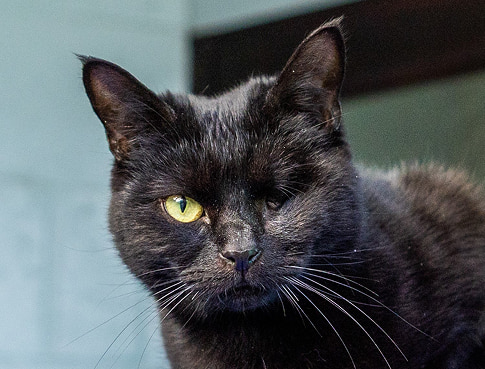 Very close-up portrait of a black cat with one intense yellow eye looking at the camera.