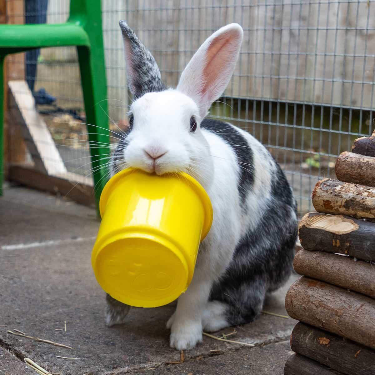 A white and grey rabbit carrying a yellow enrichment container in its mouth.