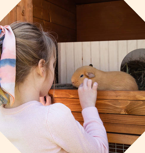 A young girl looks affectionately into a wooden hutch at her ginger guinea pig.