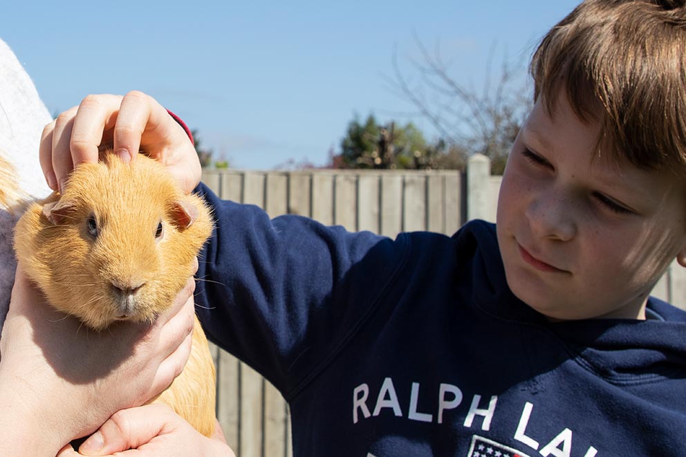 A young boy gently strokes a ginger guinea pig being held by another person outdoors.