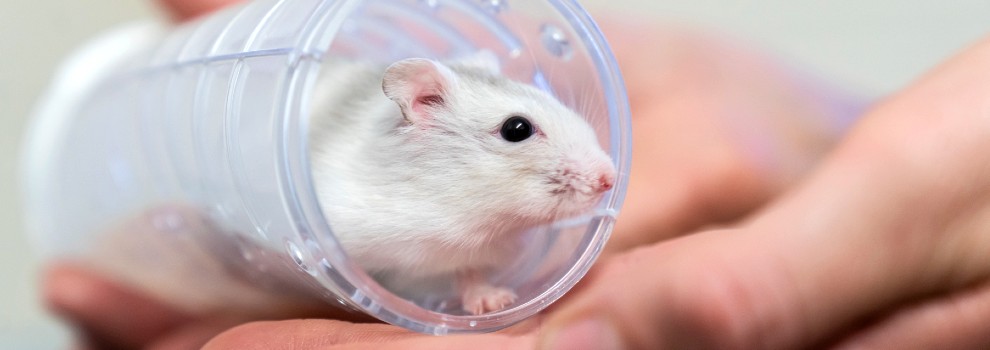 hamster in a hamster tunnel held by a human hand © RSPCA