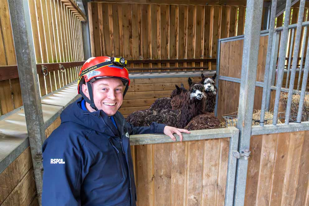 A smiling RSPCA officer stands outside a wooden stable enclosure where three alpacas are resting.