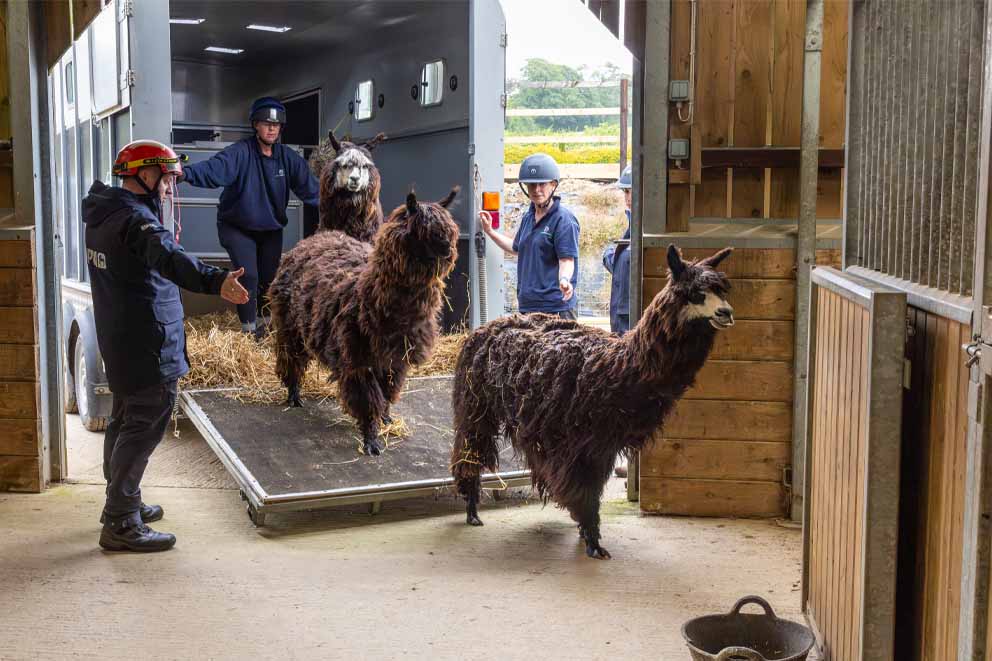 RSPCA rescue officers carefully guide three dark brown alpacas up a ramp into a transport trailer.