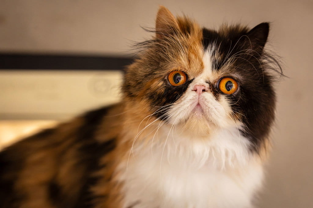 A long-haired calico Persian cat with large orange eyes and a short, flat face.