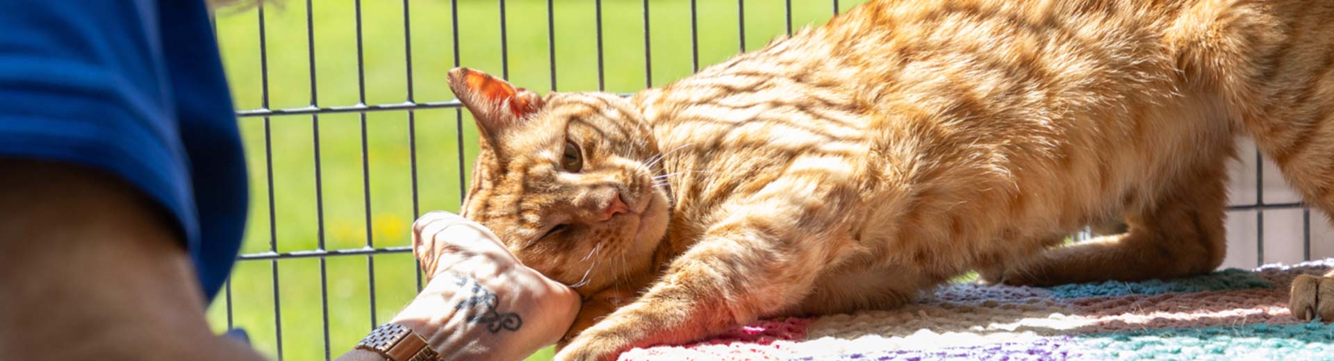 A tabby cat rubs against a volunteer’s hand inside an animal enclosure.