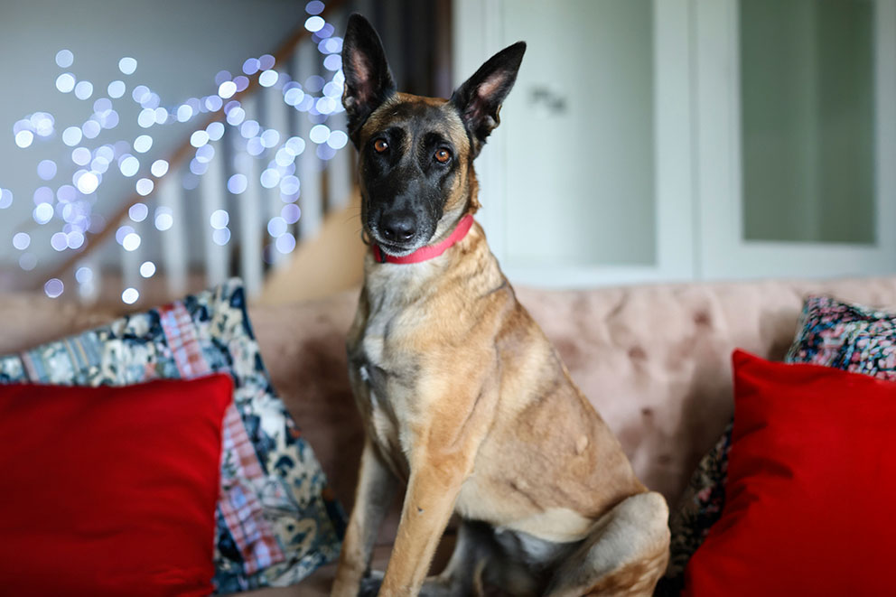 Fendi, a tan and black dog sits on a sofa with blurred fairy lights in the background.
