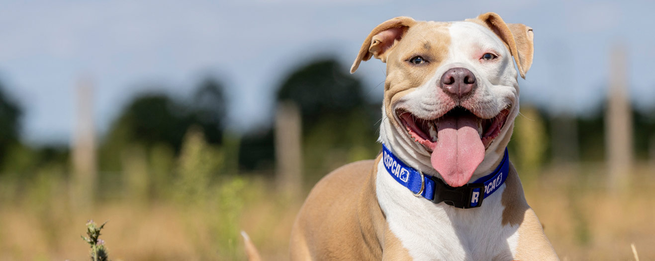 Nova, a tan and white dog sits in a grassy field and smiles at the camera.