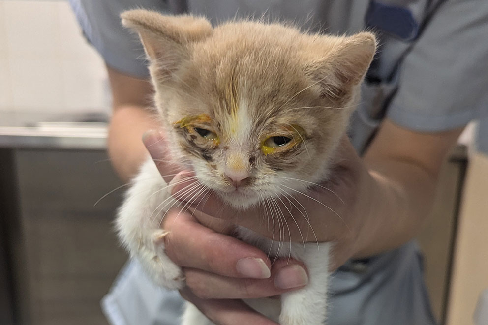 A person gently holds Dante, a small ginger and white kitten, who has heavy yellow staining around their eyes.