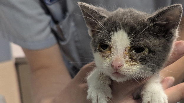 Beatrice, a frail grey and white kitten, with severe crusting around their eyes is held by a person.