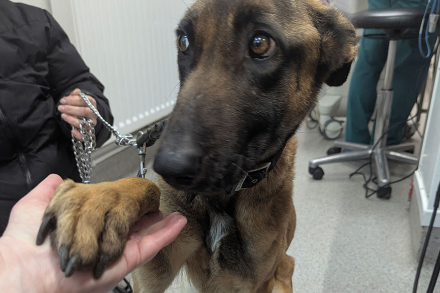A worried-looking brown and black dog rests their front paw in a person's outstretched hand inside a vet clinic.